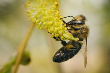 photo of a bee on a flowering plant