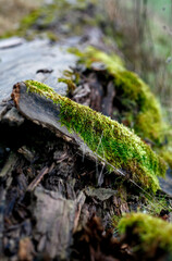 Grüne Moos Element auf einem alten braun grau Holzstamm als Makro