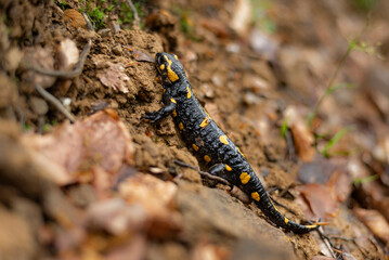 Obraz na płótnie Canvas close up of Black and yellow salamander on wet ground