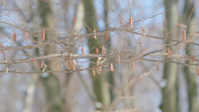 Alder catkins are the first catkins to shed pollen in spring. Alders are commonly found near streams, rivers, and wetlands.