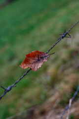Obraz premium Herbstblatt aufgespießt auf den Stachel eines alten Stacheldrahtzaunes
