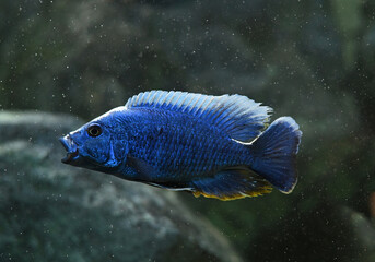 Electric Blue cichlid swimming in freshwater aquarium. Sciaenochromis fryeri is an African cichlid...