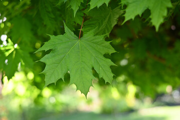 Summer or spring green maple leaves on a twig in the forest close up.