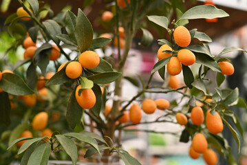 Kumquat fruit, close up. Fortunella margarita Kumquats ( or Cumquats ) foliage and Oval fruits on kumquat dwarf tree, closeup