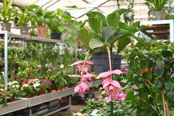 Medinilla Magnifica Rose Grape tropical flower shrub