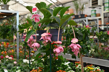 Medinilla Magnifica Rose Grape tropical flower shrub