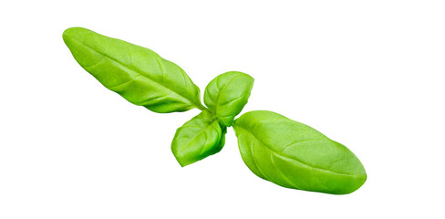Basil, one green leaf, isolated on white background with clipping path, element of packaging design. Full depth of field.