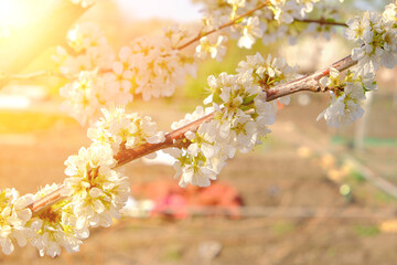Blooming branch apple tree with bright white flowers in spring.