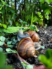 snail on a leaf