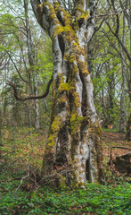 Beech tree in spring forest.