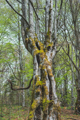 Beech tree in spring forest.