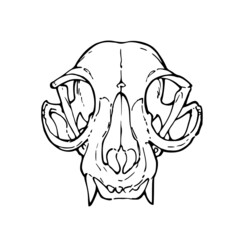 Drawing of a biological animal skull