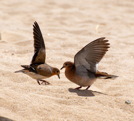 A pair of Zenaida doves fighting on the beach