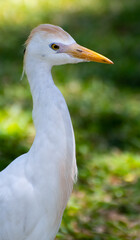 A portrait of a Cattle Egret