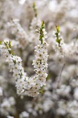 White cherry blossom flowers. Close up photo