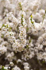 White cherry blossom flowers. Close up photo