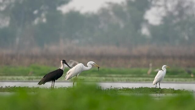 Woolly-necked stork  and great egrets