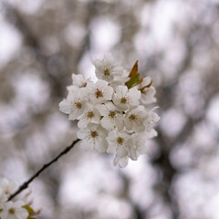 White cherry blossom flowers. Close up photo