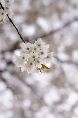 White cherry blossom flowers. Close up photo