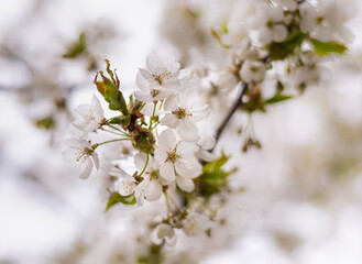 White cherry blossom flowers. Close up photo