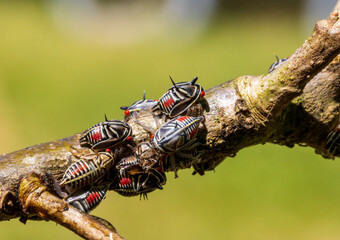 Oak treehopper nymphs on limb, Platycotis vittata