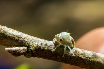 Oak treehopper nymphs on limb, Platycotis vittata