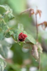 Obraz na płótnie Canvas Einzelne geschlossene Blüte einer Rose im Garten mit Hintergrundunschärfe Bokeh