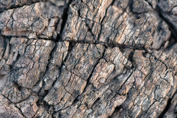 Background surface of old dark wood with cracks, selective focus. 