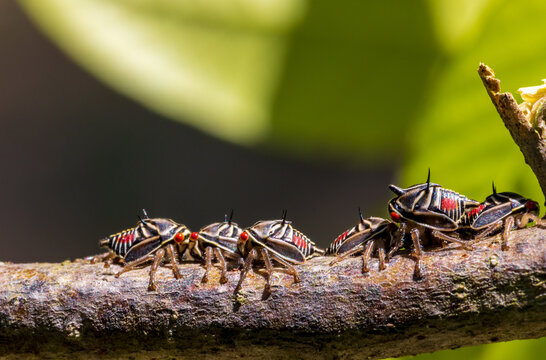 Oak treehopper nymphs on limb, Platycotis vittata