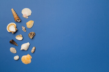 Sea shells on color background, top view. Summer concept