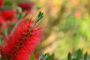 Detalle de la flor del árbol del cepillo, Callistemon citrinus, en primavera