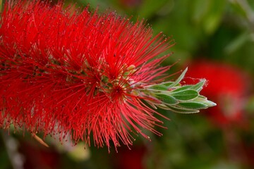 Detalle de la flor del &aacute;rbol del cepillo, Callistemon citrinus, en primavera