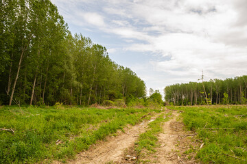 View of the dry dirt road, which leads to the forest with Poplar trees. Planned deforestation.