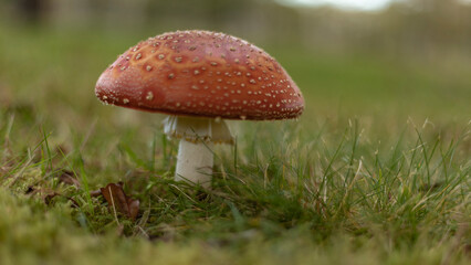 Fly Garrett mushroom in a field close up