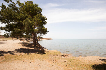 tree near lake .nature  background