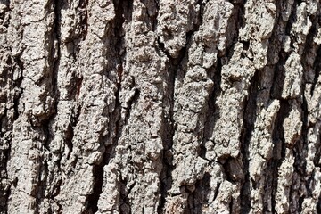 A close view of the tree bark trunk surface.
