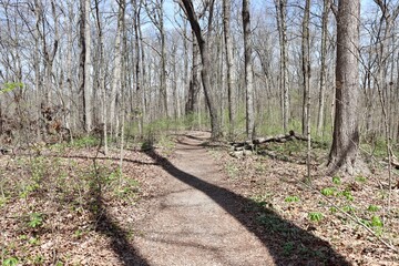 The long empty footpath in the forest on a sunny day.