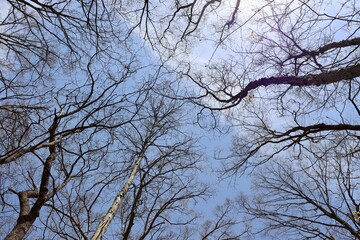 Obraz premium The bare tree branches and the blue sky.
