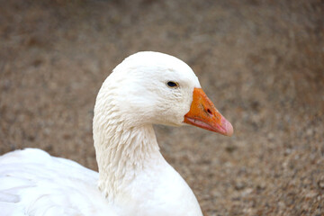 White goose on a farm. Portrait of domestic goose in a countryside