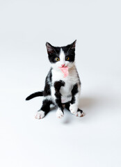 The kitten holds a piece of sausage in his teeth. White background