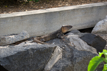 Gallotia stehlini. Gran Canaria giant lizard