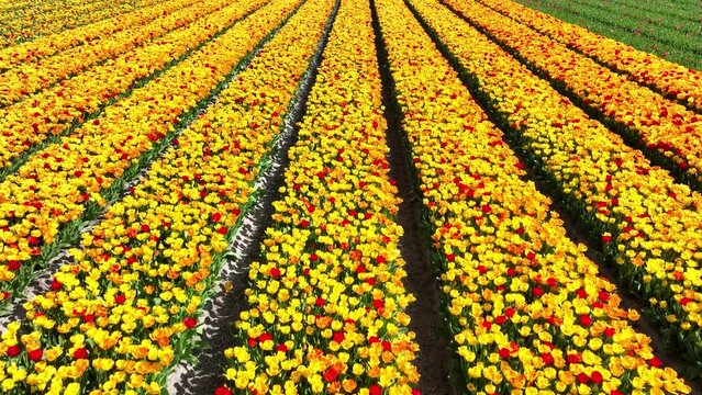 Flower and tulip vibrant bright colored blossom fields in springtime the Netherlands. Holland. Fresh green plant flora at the countryside botany flower fields. Aerial drone view.