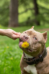 An American Bully dog with a dandelion flower in its mouth. Comic portrait of a dog in a summer park against a background of grass