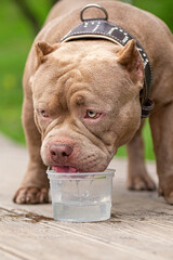 An American Bully dog drinks water on a walk in the park. A caring owner takes water for a pet on a hot day