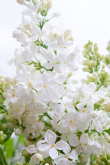tree blossom. Flowering white lilcal. White little flowers