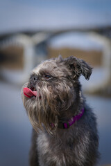 Portrait of a dog with a protruding ear and protruding tongue. A black dog with a silver tan of the Belgian Griffon breed - close-up.