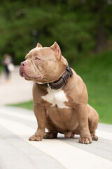 A dog of the American Bully breed is sitting on a path in the park. Green grass on the background, summer day