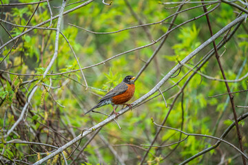 The American robin on a branch
