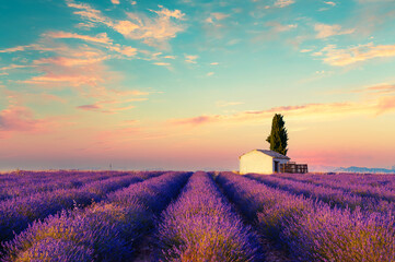 Small house with cypress tree in lavender fields at sunset near Valensole, Provence, France. Beautiful summer landscape.