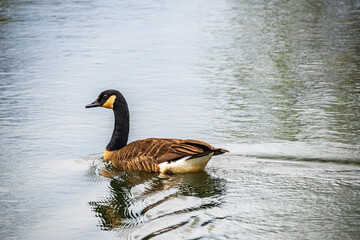 canada goose swimming
